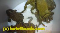 /home//u458753944/public_html/sourcegallery//Roxborough Toad Detour/2013-2019/2014/2014-04-12/P1140946.JPG